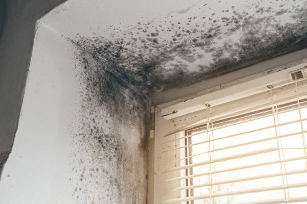Affordable Commercial Mold Remediation solutions in Alden, MI